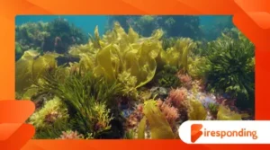 The important role of Seaweed in the oceans: far beyond feeding aquatic beings!