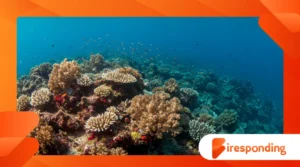 Coral Reefs in Crisis: What Oceanography Reveals About Their Future