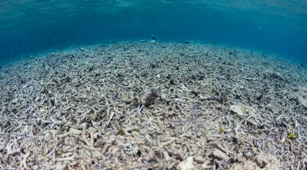 coral reefs in crisis