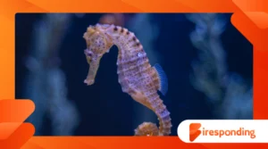 What Is Oceanography? Understanding the Basics