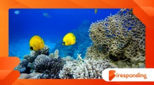 The Amazing World of Coral Reefs