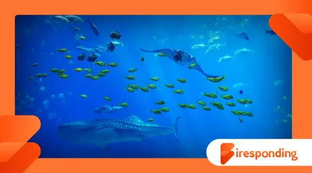 Branches of Oceanography Explained