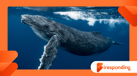 The Sound of Whales What Bioacoustics Reveals About Marine Giants