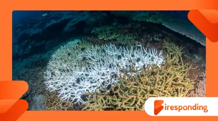 Ocean Acidification and Coral Bleaching A Linked Crisis