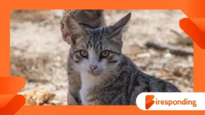 The Forgotten Island Where Thousands of Cats Once Ruled