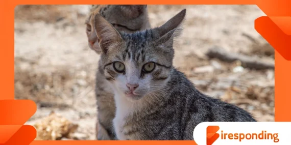 The Forgotten Island Where Thousands of Cats Once Ruled