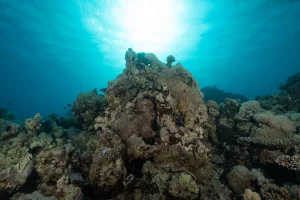 Mesophotic reefs thriving beyond traditional coral depths